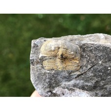 Aulacopleura konincki